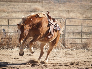 "Courage is being scared to death... and saddling up anyway."  John Wayne  